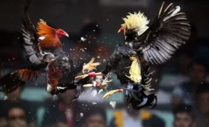 Hướng Dẫn Chi Tiết Cách Chơi Đá Gà Sabong Tại ABC8 3 Hướng Dẫn Chi Tiết Cách Chơi Đá Gà Sabong Tại ABC8