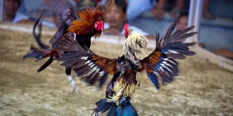 Hướng Dẫn Chi Tiết Cách Chơi Đá Gà Sabong Tại ABC8 2 Hướng Dẫn Chi Tiết Cách Chơi Đá Gà Sabong Tại ABC8