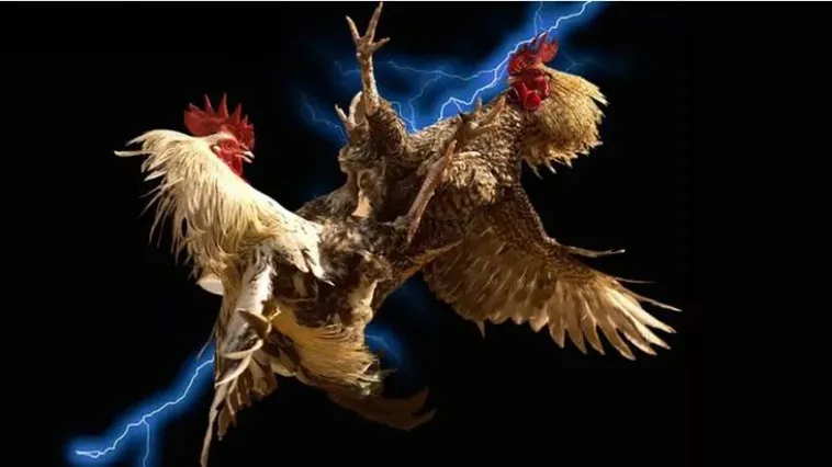 Khám Phá Đá Gà ABC8 Với Những Trận Đấu Đỉnh Cao Gay Cấn 1 Khám Phá Đá Gà ABC8 Với Những Trận Đấu Đỉnh Cao Gay Cấn